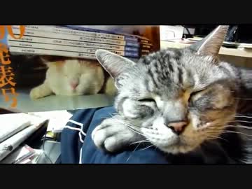 【レオ★ララ】 アメショー　レオ　遊ばれる・・・の巻　　　