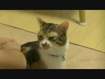 お兄ちゃんを独占して大満足の猫