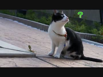 カマキリに騙された猫 - 蟷螂拳奥義『ねこだまし！』 -
