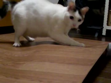 【猫】床と戦う【デン】