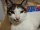【JAM猫】猫様を個別に紹介します！part.１