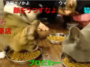 20131112 暗黒放送Ｑ　猫カフェでミニラの誕生日にやってきた放送