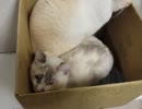 【JAM猫】猫様を個別に紹介します！part.３