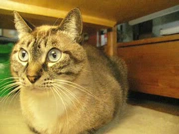 元野良猫ジャンくんの家猫生活１年11ヶ月