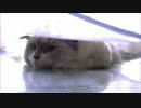 びにーるしーとぬこ