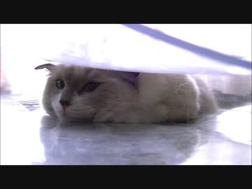 びにーるしーとぬこ