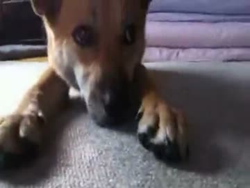 てつにおやつをあげたのに食べない件について