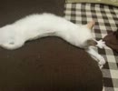 【JAM猫】甘えん坊な子猫