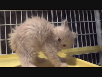 逆毛立ちまくり子猫（かわいい）