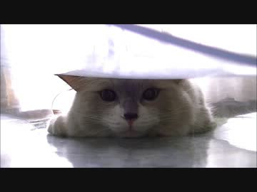 びにーるしーとぬこ セカンド