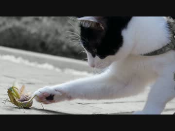 猫パンチはカマキリ拳に勝てるのか!?
