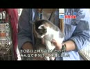 多数の猫が・・・飼育放棄のワケ