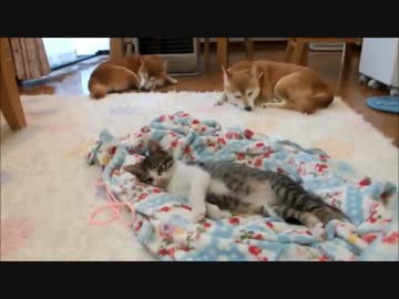 ぬくぬくウトウトする柴犬たちと子猫
