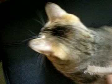 拾いねこ＠生後499/466目　後ろ頭の可愛さ