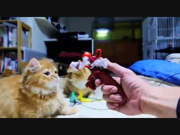 【マンチカンズ】マンチカンの子猫とボクシング