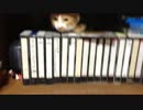 猫の冒険