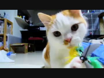 【マンチカンズ】猫じゃらしの使い方が違うマンチカン