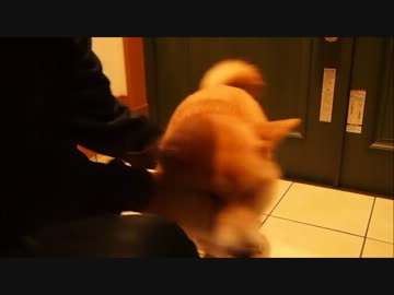 『ほこ×たて』服を絶対に着せる人間vs絶対に着ない柴犬 2