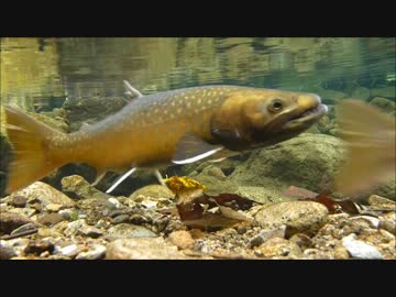 【４０㎝】釣りキチが大イワナの産卵を覗きに秋の山へ突撃してきた。