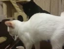 【JAM猫】今日のニャンコ(＾ω＾)