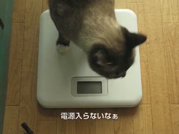 まだダッコ出来ないけどジャンくんの体重を計りたい