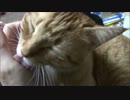 【にゃーち】ひたすら猫を愛でる【まいさん】