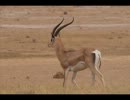 スピッツの 『野生のポルカ』 を歌ってみた。