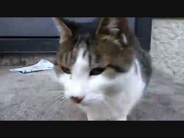 最強に人懐こい野良猫を膝に乗せてみた