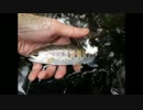 渓流釣りに行きたくなって・・・2013最終日編