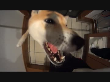 二足歩行を体得しそうな柴犬の食事 HDR-AS30V