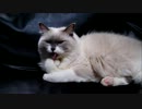 なぜかかわいいねこのしぐさ