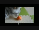 【ねこさんと暮らす】DQはお好きですか？