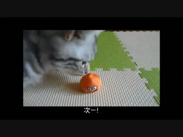 【ねこさんと暮らす】DQはお好きですか？