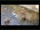 秋のうりぼうたち.mp4