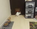 【JAM猫】犬じゃないけど持ってきますw
