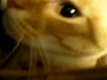 拾いねこ＠生後501/468目　自分の部屋にアコツキ連れてくると独占感がｗ