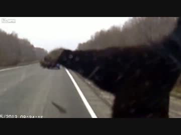 車に撥ねられる熊