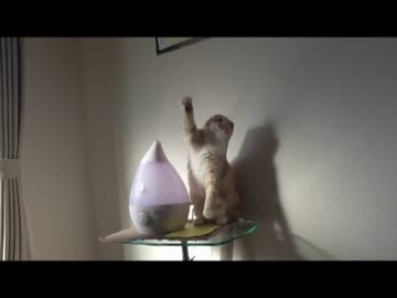 【こぢゃ】加湿器が気になる猫きなこ♀