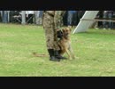芦屋基地航空祭　警備犬訓練展示