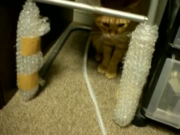 拾いねこ＠生後502/469目　鏡の下が隠れ家のアコさん