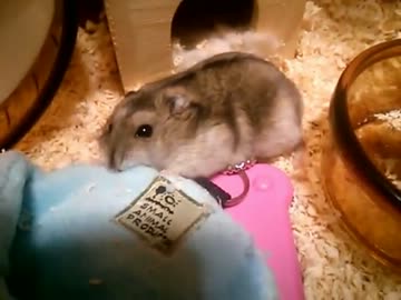 うちのハムスターにポーチをあげてみた②