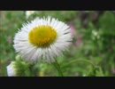 音質ﾃｽﾄ･高解像度2･XMedia Recodeｴﾝｺｰﾄﾞで400／192（640x360）.flv