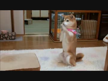 遊びたくて探り合う柴犬と子猫