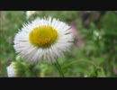 音質ﾃｽﾄ･高解像度2･XMedia Recodeｴﾝｺｰﾄﾞで400／320（320x180）.flv