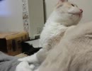 【JAM猫】りんチャンのターン