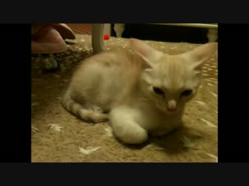 【ﾖｺ】うちのぬこのかわいさ自慢していいですか*´Д｀*3【ﾐﾐ】