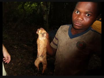 四種いるスローロリス科の中で最謎種のアンワンティボくん