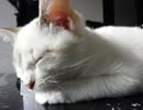 【JAM猫】ひなたぼっこ！からの…