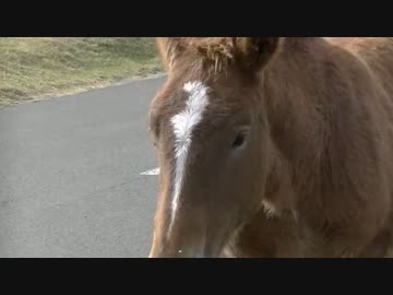 煮干しを買いに青森へ　二日目