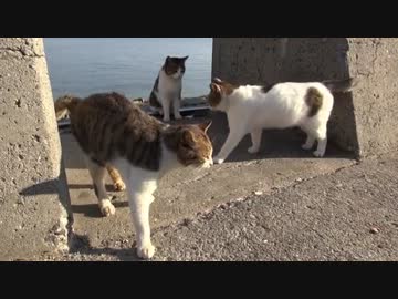 【笠岡～多度津航路】海と島、ときどき猫【真鍋島・佐柳島】